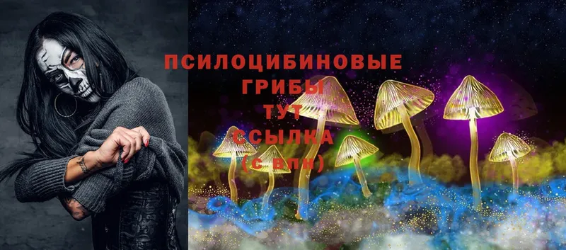 Псилоцибиновые грибы Cubensis  купить   Володарск 